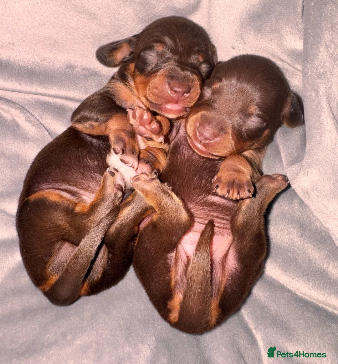 Miniature Dachshund dogs for sale: Because dachshund babies - Advert 25