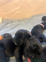 Cane Corso Puppy 12 Brown