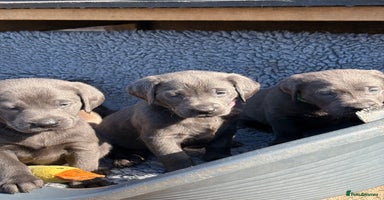 Labrador Retriever dogs - Advert 7