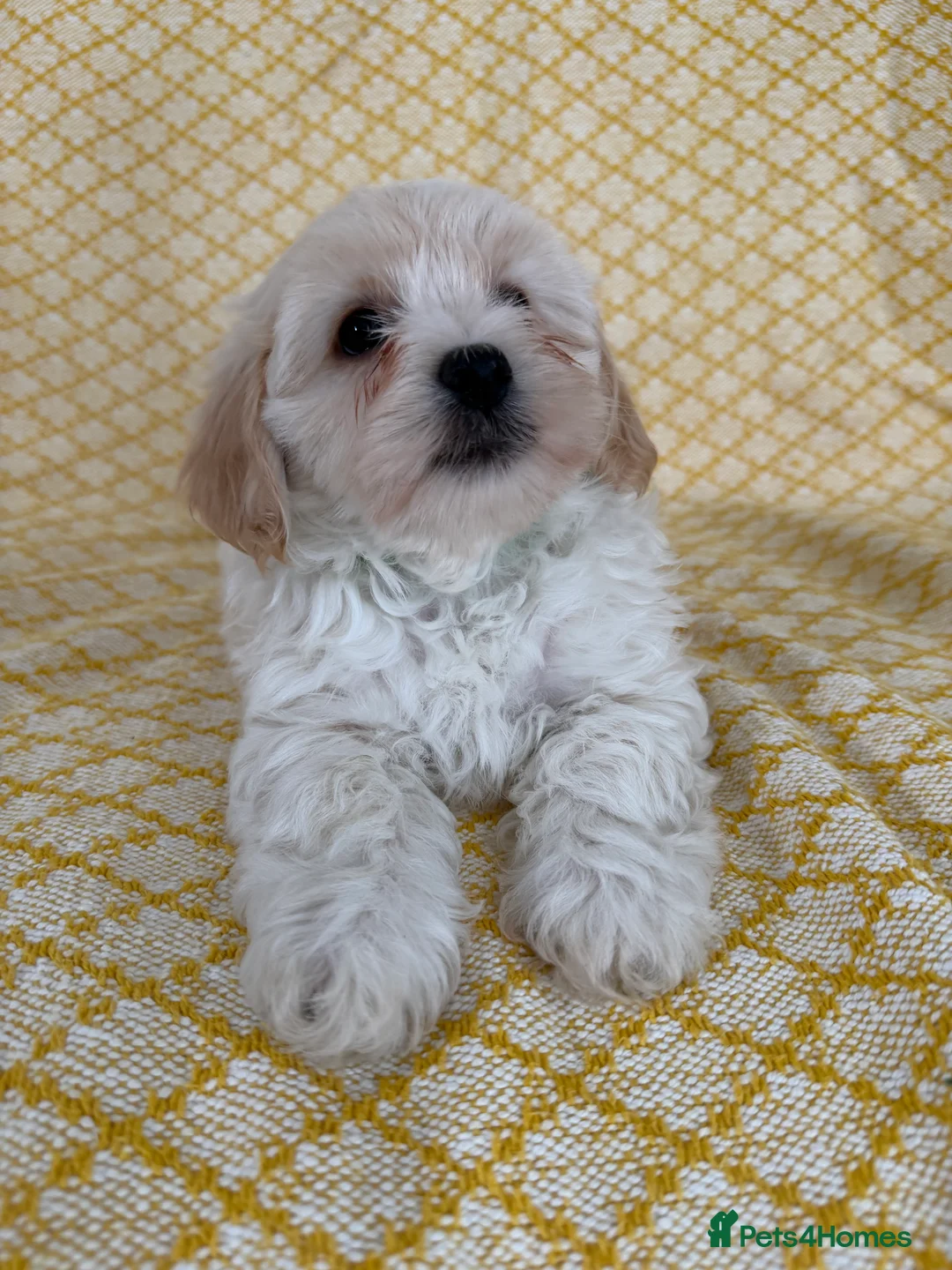 Maltipoo dogs for sale: Beautiful happy health tested Maltipoo fur babies  - Advert 24