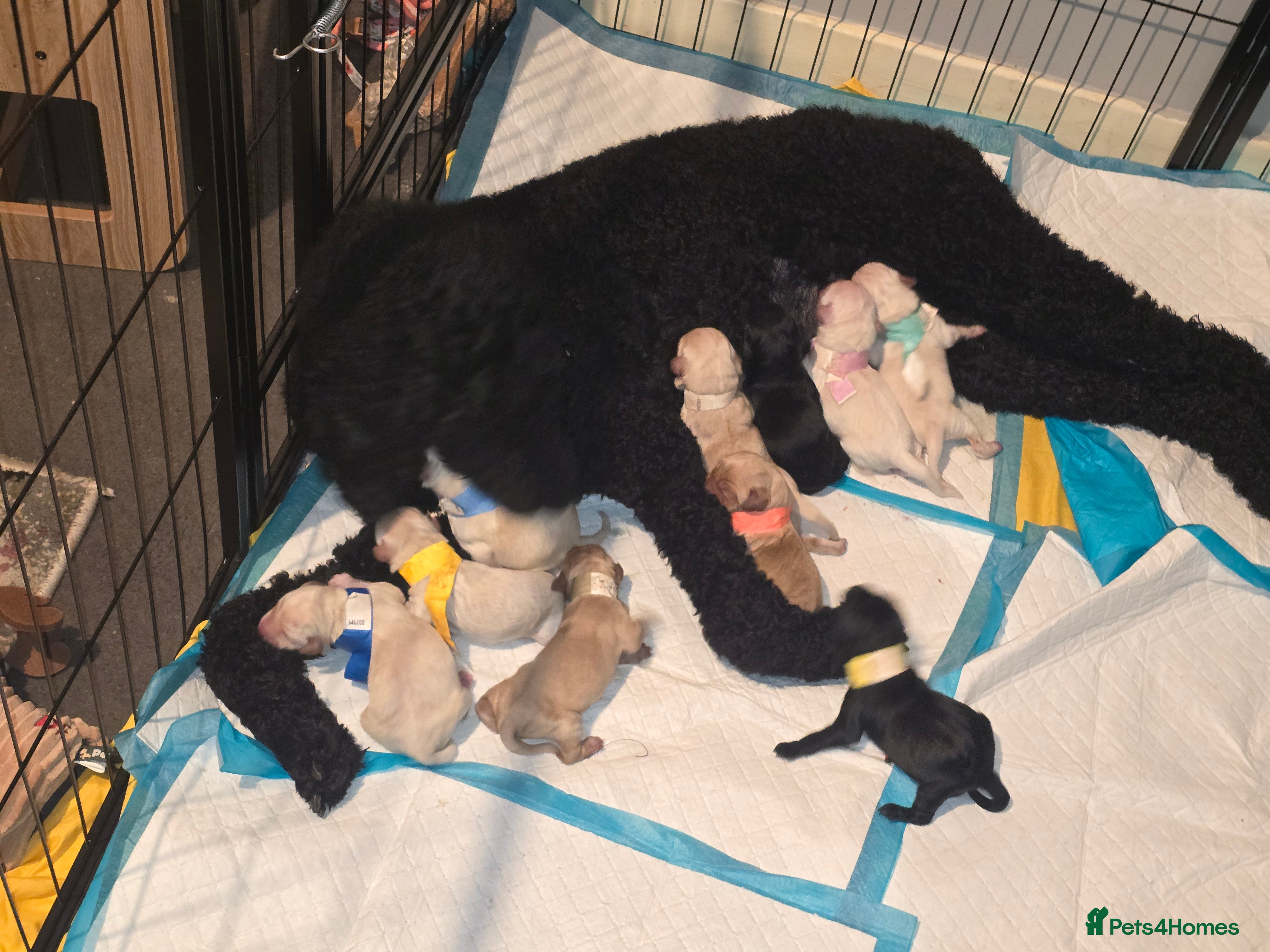 Goldendoodle dogs Labradoodles puppies - Advert 9