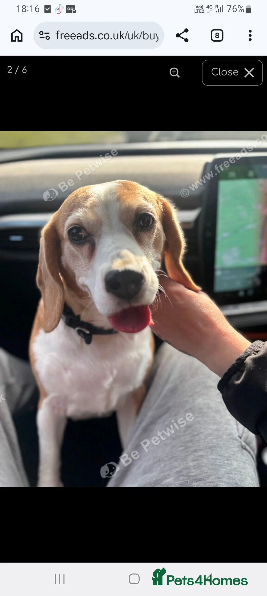 Beagle dogs for sale: Beagle  in Orpington - Advert 3