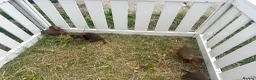 Miniature Dachshund dogs for sale: Beautiful Chocolate & Tan Dachshund Pups Ready Now - Advert 8