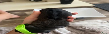 Mixed Breed 2