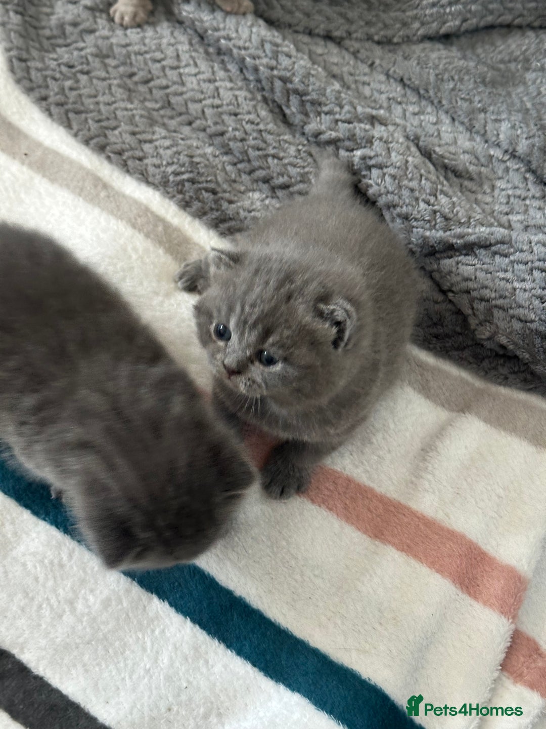 British Shorthair cats for sale: 4 BIG Boys ,British Shorthair Kittens 🐱  - Advert 5