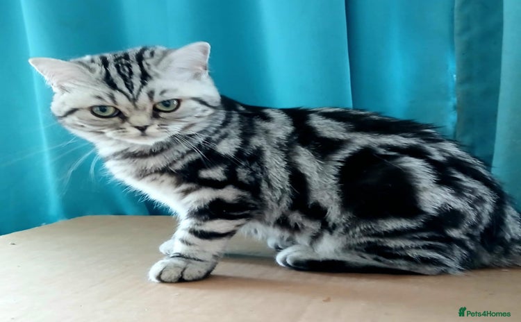 British Shorthair cats - Advert 9