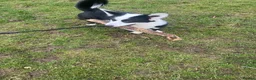 Welsh Corgi Cardigan dogs for stud: Kenzo  in Lancaster - Advert 7