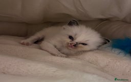 Ragdoll cats for sale: 🎀Beautiful Ragdoll kittens (TICA reg)🎀 - Image 21