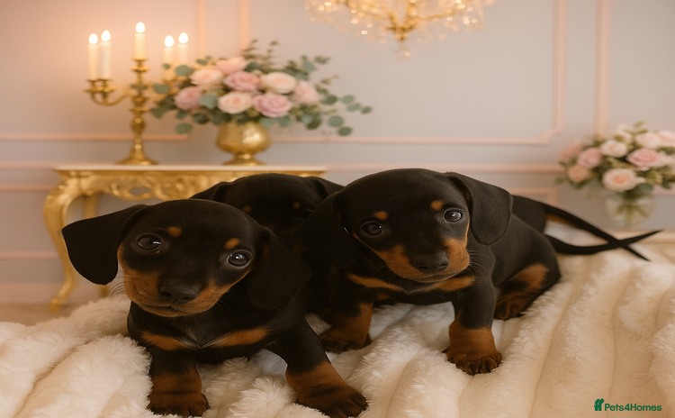 Miniature Dachshund dogs - Advert 10