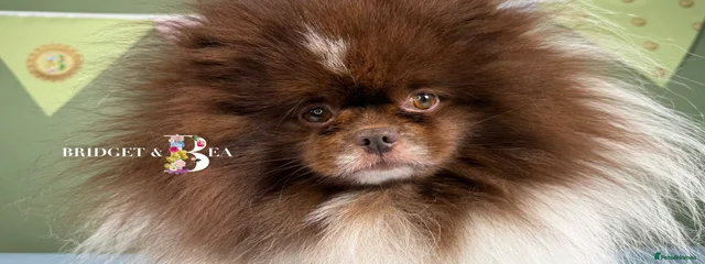 LORD TEDDY
