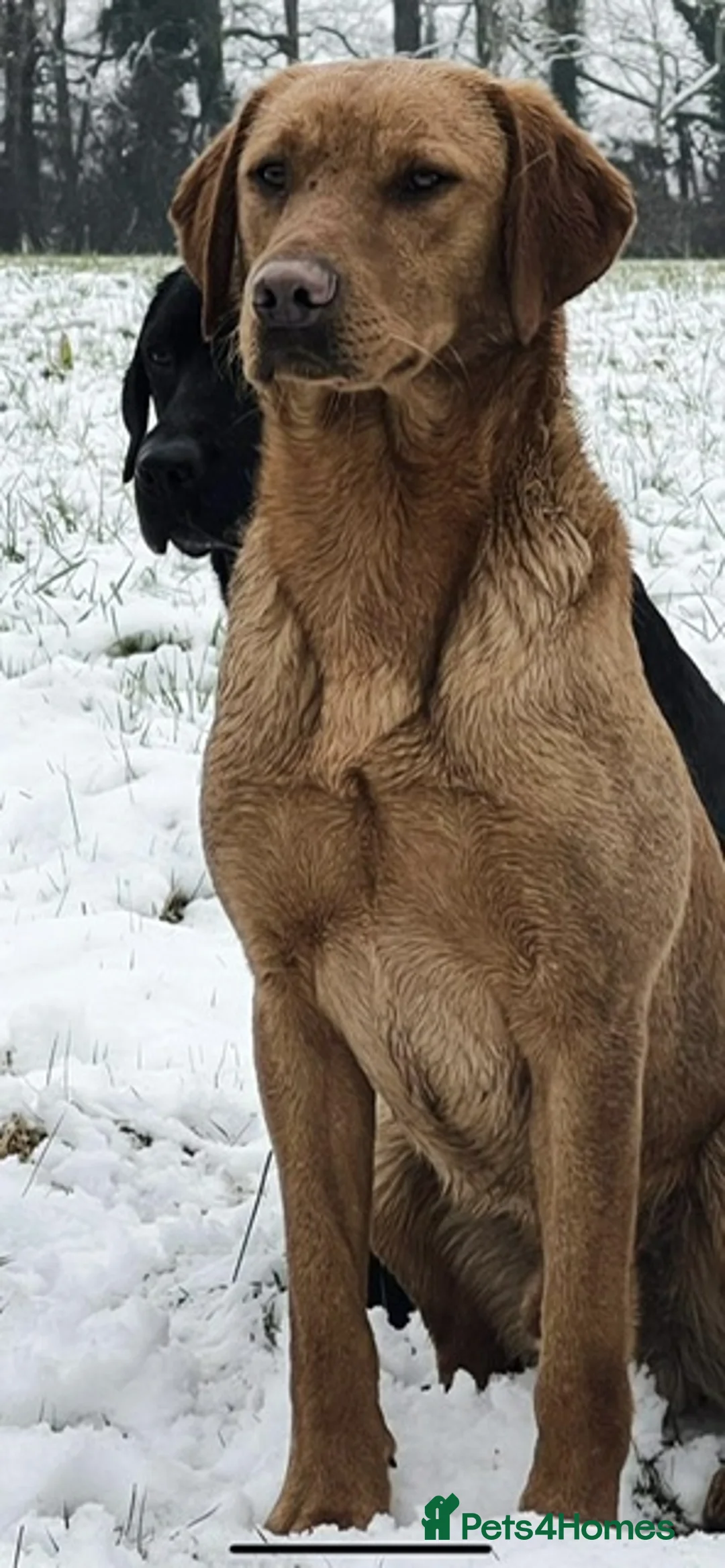 Labrador Retriever dogs for stud: EXTENSIVELY HEALTH TESTED FOX RED LABRADOR AT STUD in Petworth - Advert 9