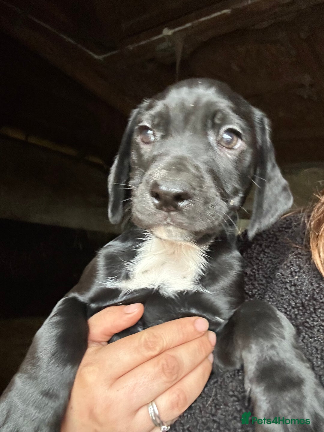 Mixed Breed dogs for sale: Beautiful litter of puppies. Mixed breeds❤️ - Image 3