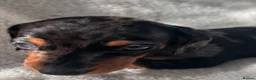 Miniature Dachshund dogs for sale: Bubbles and Oreo  - Advert 11