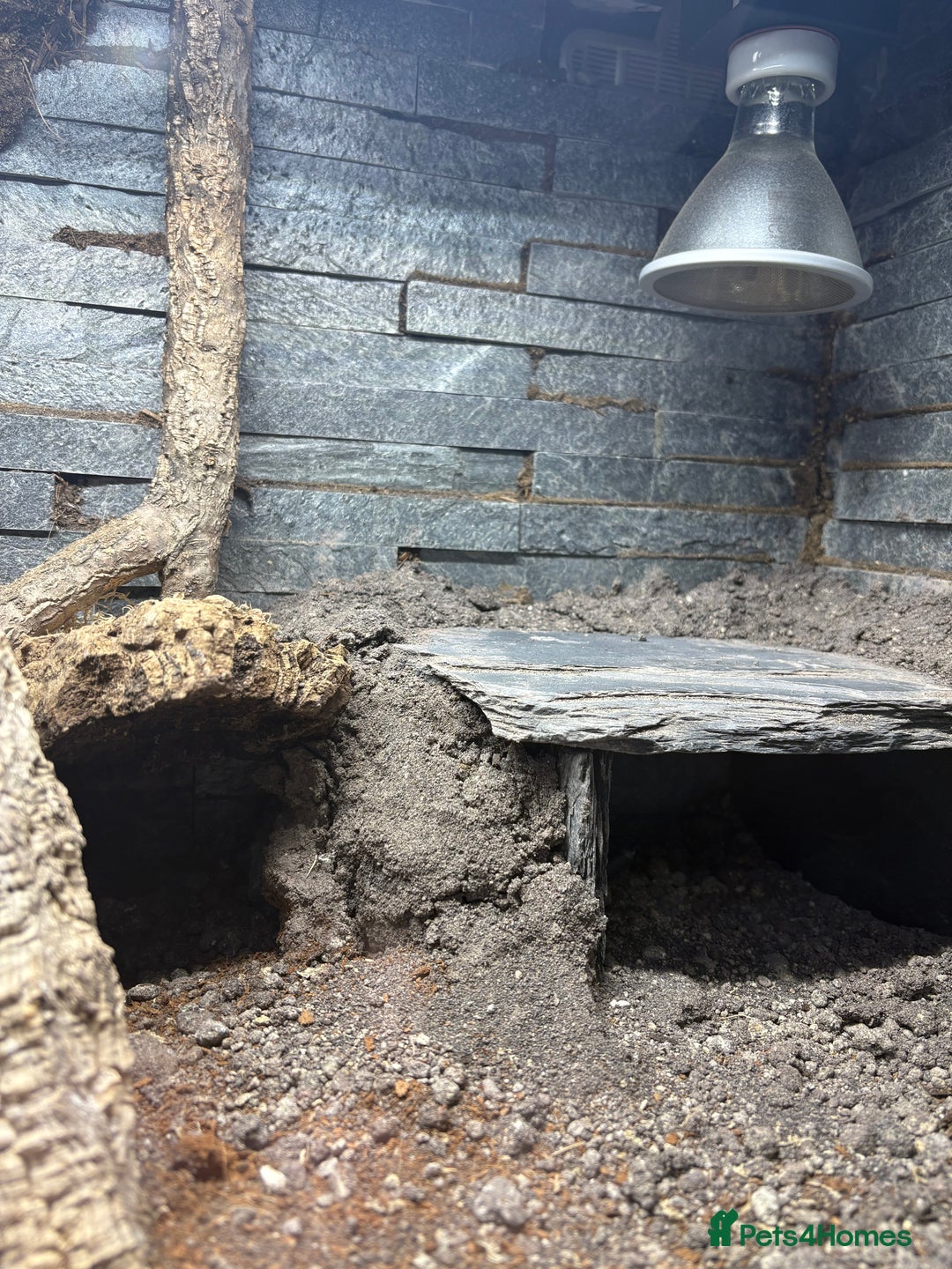 Leopard Gecko reptiles for sale: Leopard Gecko Blood Mandarin & Viv Exotic+  (3ft) - Advert 6