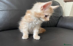 Maine Coon cats for sale: Maine Coon Cross Kittens  - Image 24