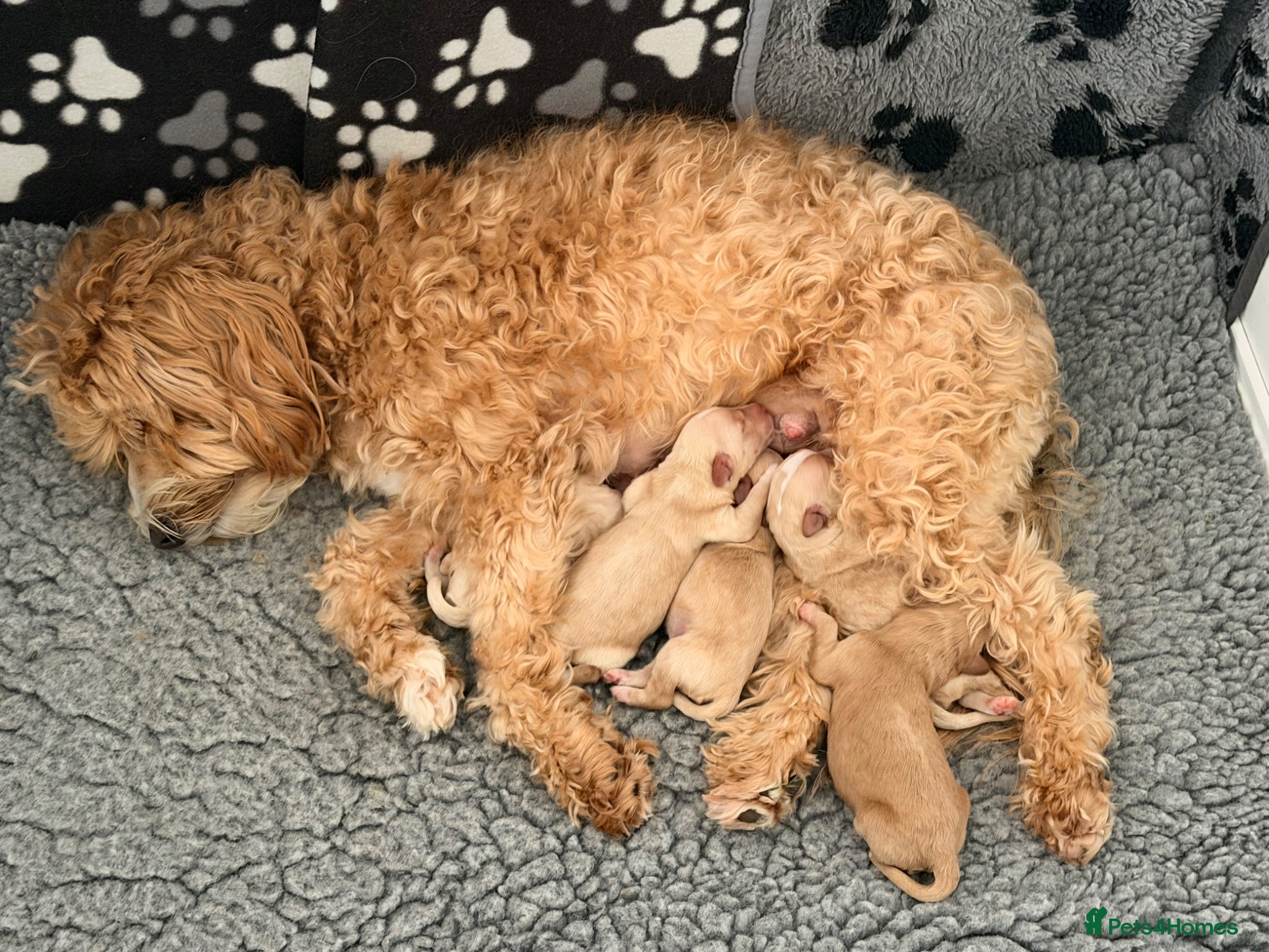 Australian Labradoodle dogs Australian Labradoodles  - Advert 2