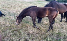 Welsh Section D horses for sale: 3 babies for sale - Image 3