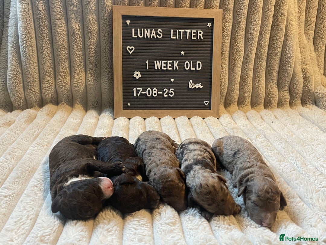 Cockapoo dogs for sale: F1bb Cockapoo puppies - Image 11