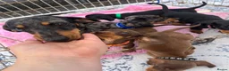 Miniature Dachshund dogs for sale: Miniature Dachshund  - Advert 17