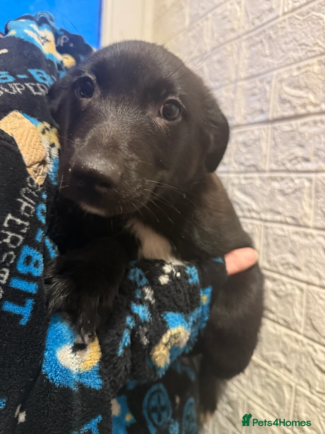 Mixed Breed dogs for sale: 6 Australian Shepherd X Springer x terrier puppies - Advert 15