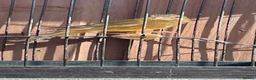 Finches birds for sale: Jaspa linnet mules in Hemel Hempstead - Advert 1