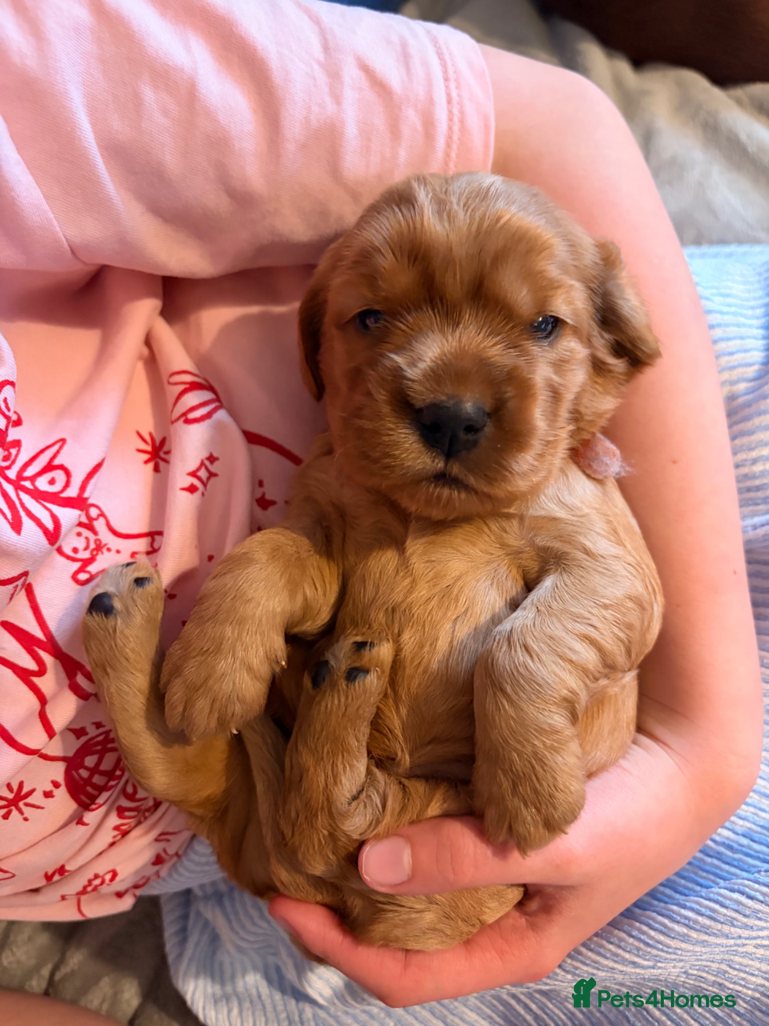 Cocker Spaniel dogs 4 out of 6 show cocker spaniel puppies left - Advert 2