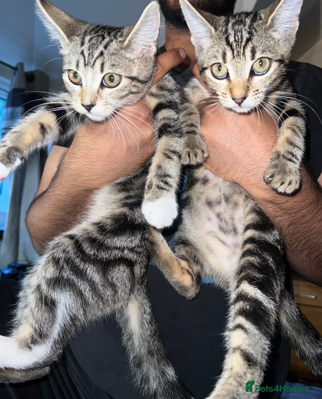 Mixed Breed cats for sale: Adorable kittens looking for a loving home - Image 1