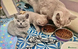 British Shorthair cats for sale: Two cuddly blue boys from loving family home - Image 24
