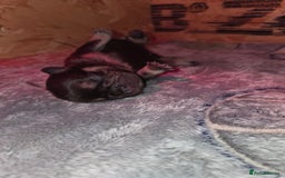 French Bulldog dogs for sale: 5 beautiful male french bulldog puppies  - Image 10