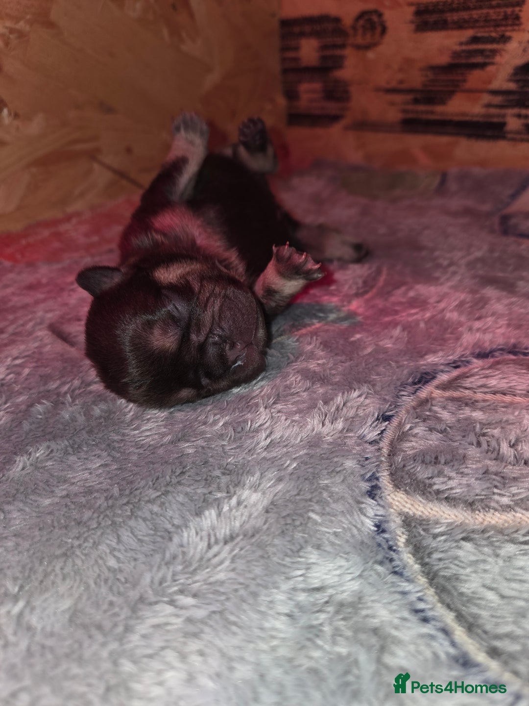 French Bulldog dogs for sale: 5 beautiful male french bulldog puppies  - Image 10