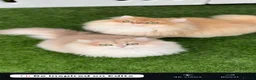 British Longhair cats for sale: Vet bred teddybear lap cats gccf - Advert 8