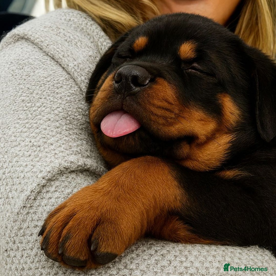 Rottweiler dogs for sale: Rottweiler Puppies for Sale – Loving Homes ! - Image 2