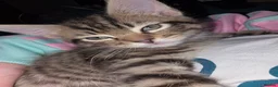 Domestic Shorthair cats for sale: Cute bundle of Kittens - Advert 6
