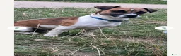 Jack Russell dogs for sale: Min jack Russell - Advert 5