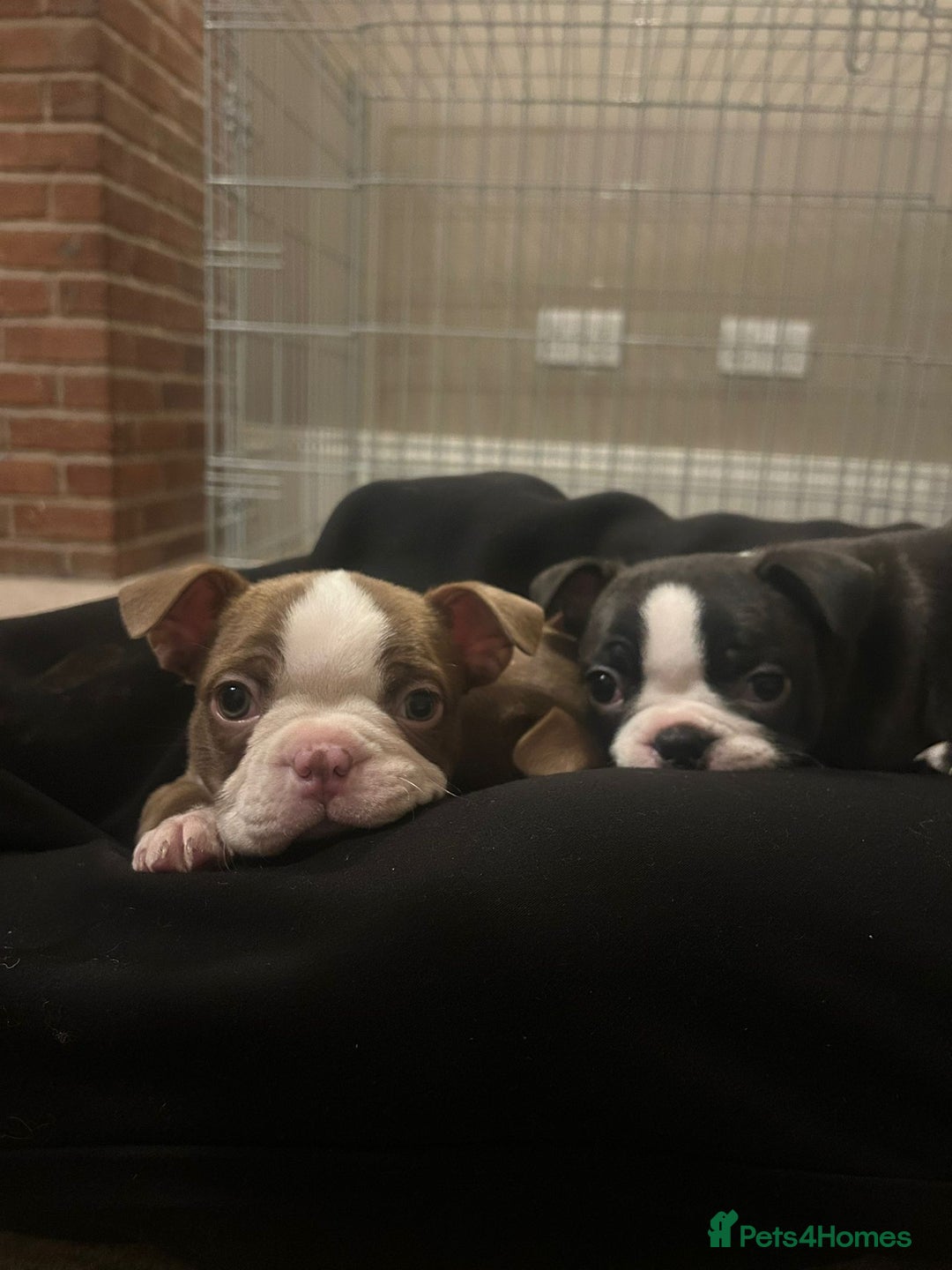 Boston Terrier dogs for sale: 🐾 Last Boston Terrier pup available 🐾 - Advert 4