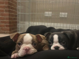 Boston Terrier dogs Beautiful KC Registered Boston Terrier Puppies - Advert 1