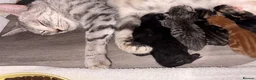 Mixed Breed cats for sale: Beautiful British Shorthair Cross Kittens  - Advert 9
