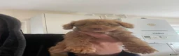 Schnoodle dogs for sale: Schnoodle puppies, 1 girl, 3 boys  in Bradford - Advert 4