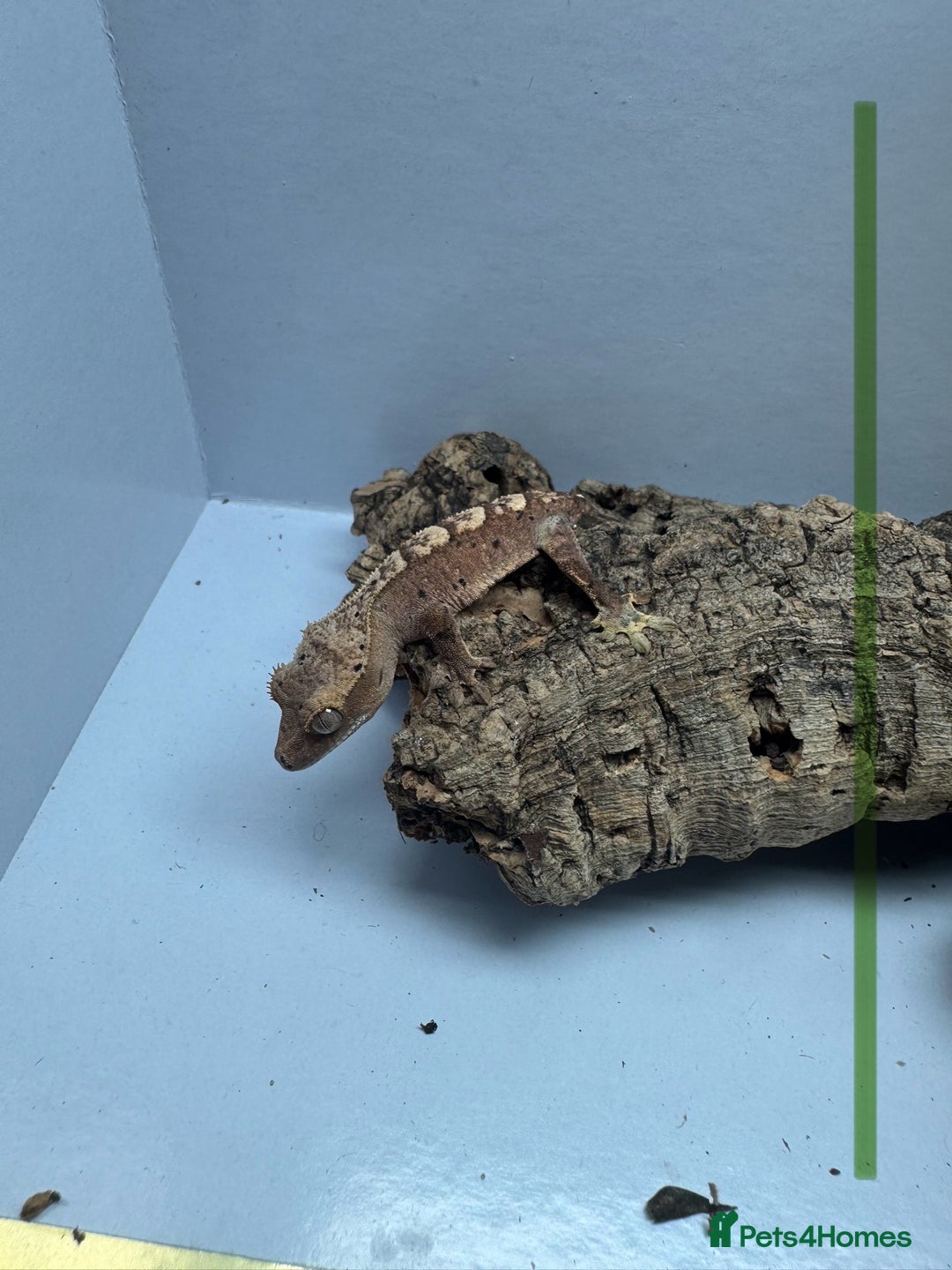 Gecko reptiles for sale: Baby Crested Geckos for Sale – Multiple Morphs  - Advert 8