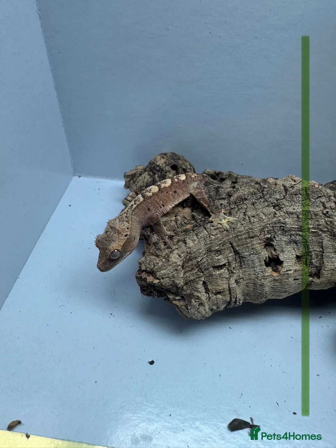 Gecko reptiles for sale: Baby Crested Geckos for Sale – Multiple Morphs  - Advert 4