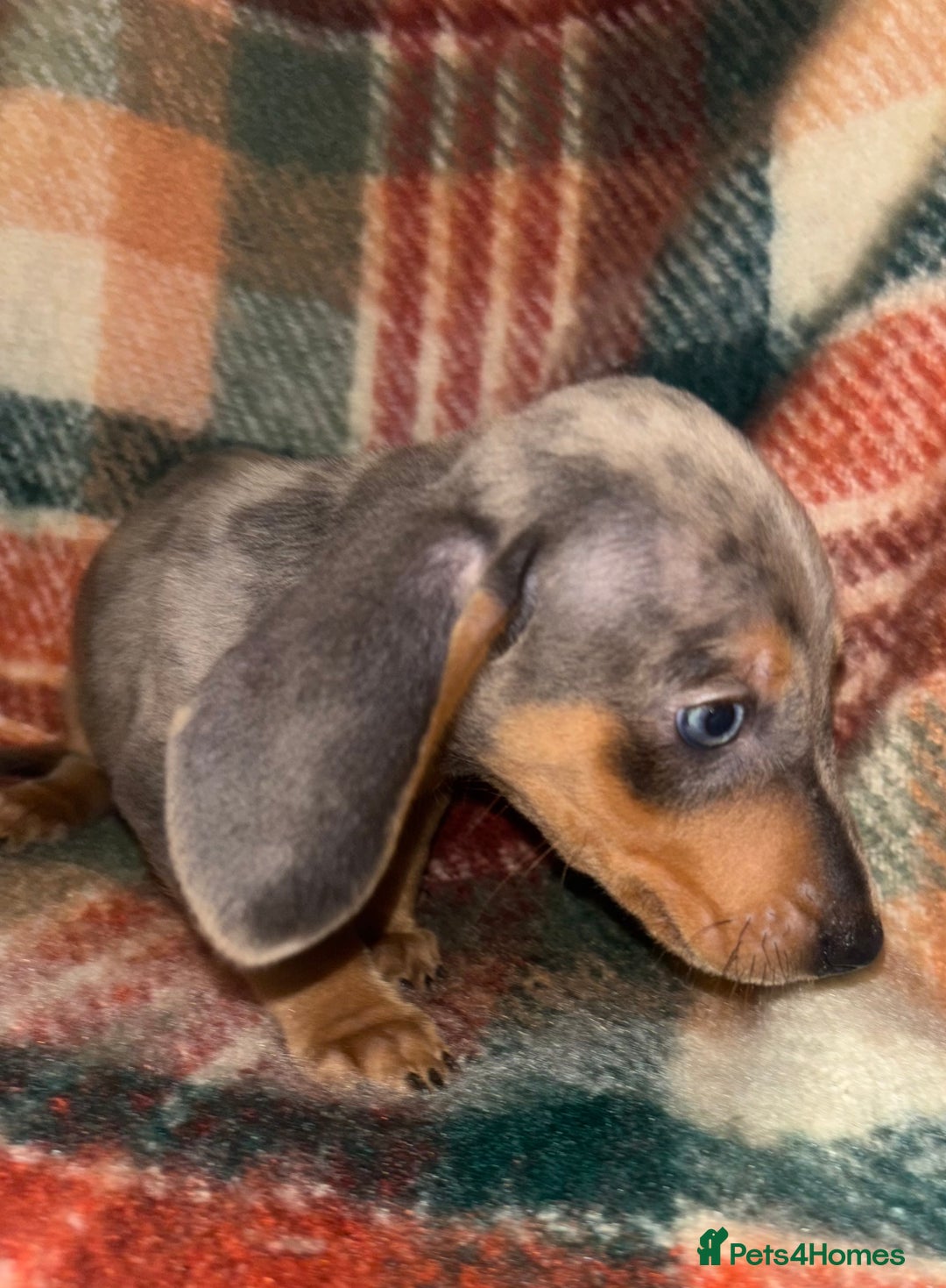 Miniature Dachshund dogs for sale: 🐶 beautiful tiny Dachshund puppies🐶 - Advert 20
