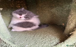 British Shorthair cats for sale: LAST 4 TICA CHAMPION BLOOD LINES BSH KITTENS - Image 7