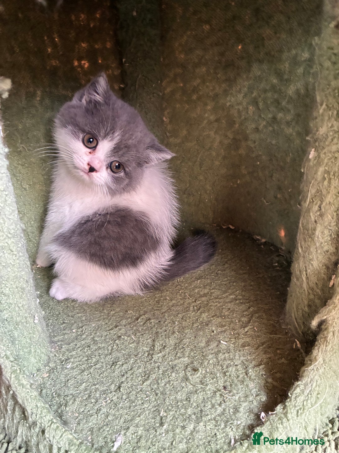 British Shorthair cats for sale: LAST 4 TICA CHAMPION BLOOD LINES BSH KITTENS - Image 7