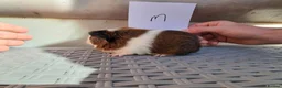 Guinea Pig rodents for sale: Baby Guinea Pigs  in Usk - Advert 9