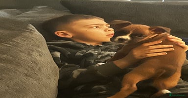 Boxer dogs - Advert 1