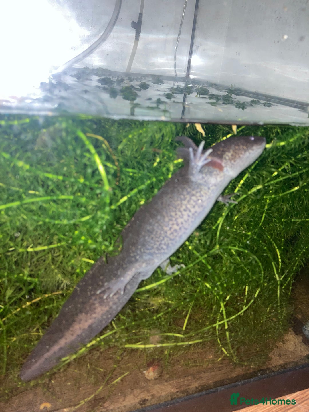 Other/Mixed Breed fish for sale: Two Axolotls - Wild Type - Green/Black - Image 3