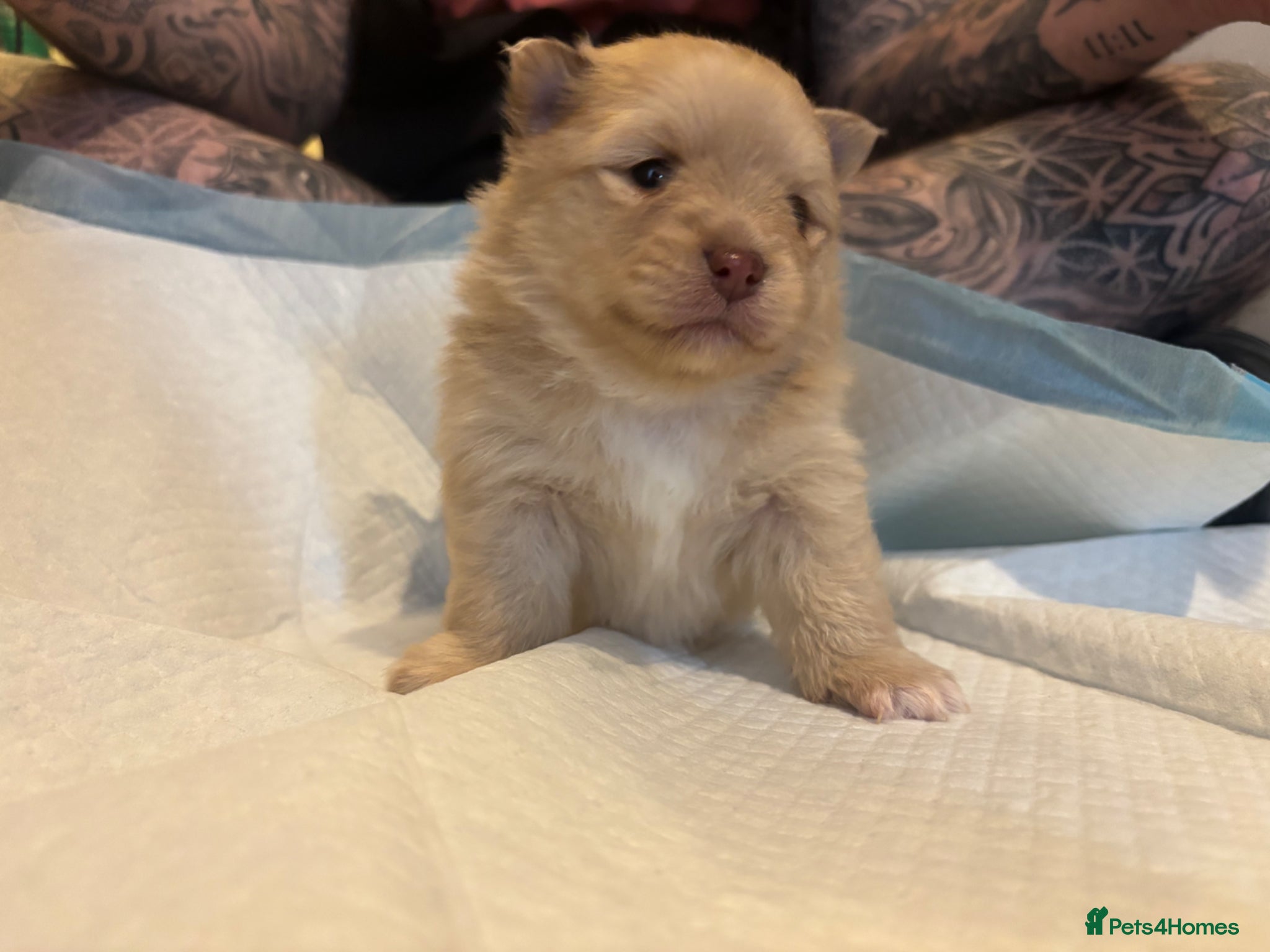 Pomeranian dogs Puppy’s ready in 4 weeks  - Advert 11