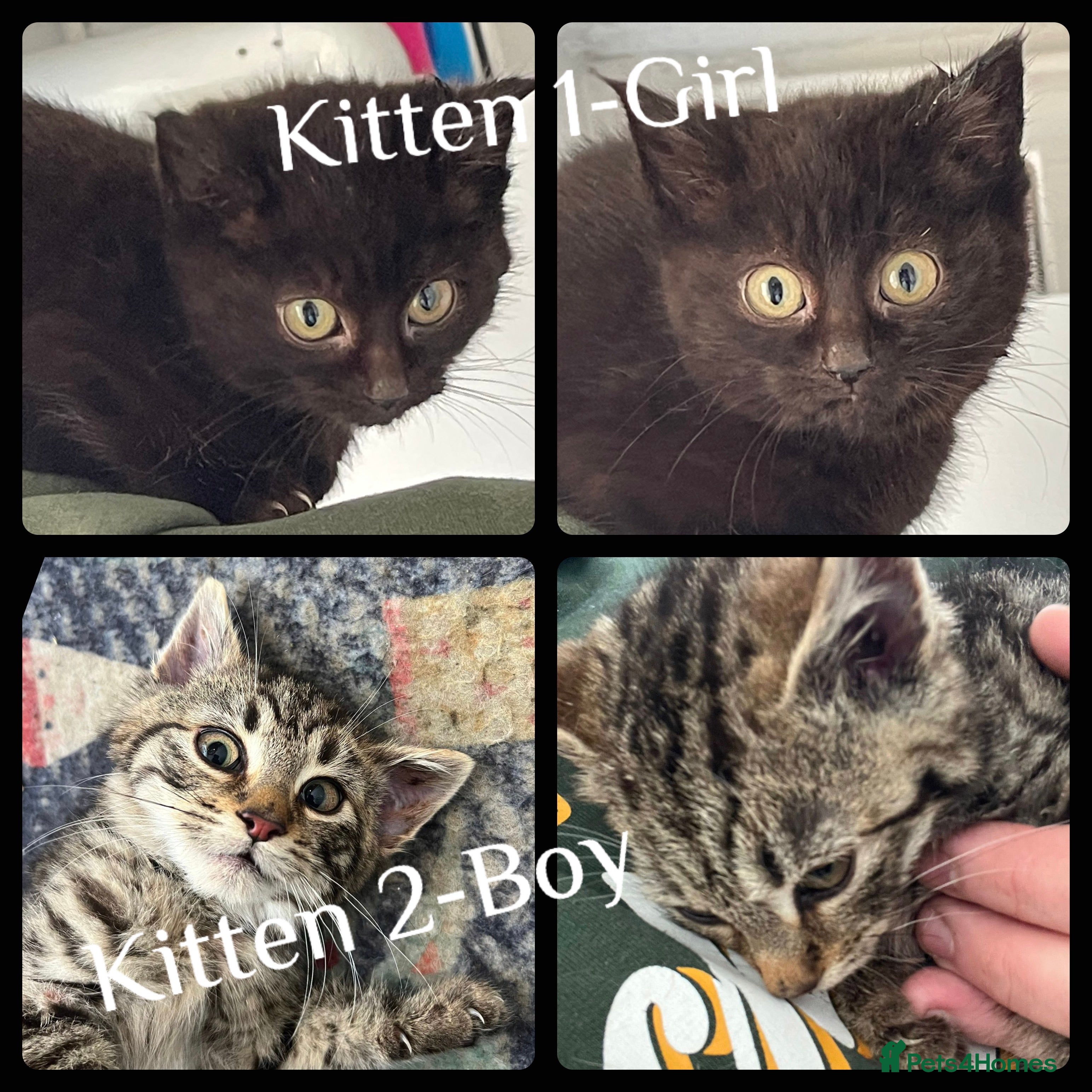 Mixed Breed cats Kittens Ready To Go To New Homes in Alton - Advert 1