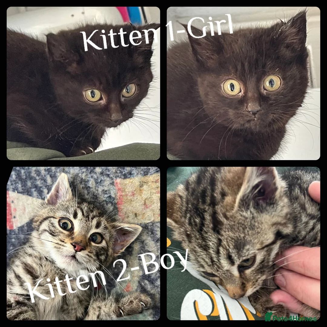 Mixed Breed cats for sale: Kittens Ready To Go To New Homes in Alton - Advert 1