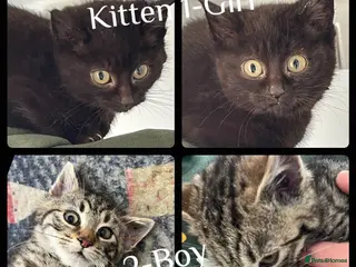 Mixed Breed cats Kittens Ready To Go To New Homes in Alton - Advert 2